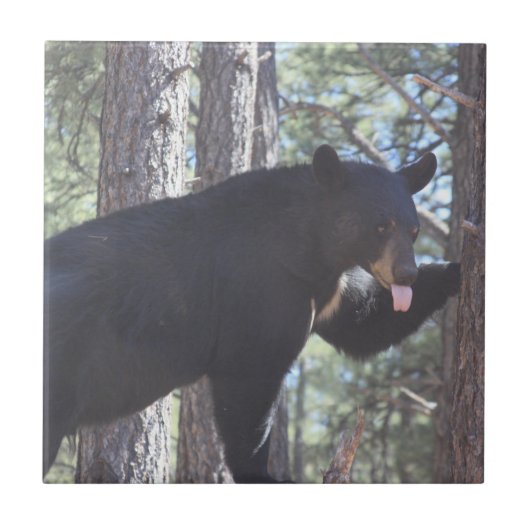 黒熊セラミックタイル タイル (正面)