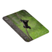 黒熊遊の木の枝 マグネット (右側)