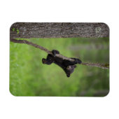 黒熊遊の木の枝 マグネット (横)