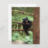 黒熊、アメリカアカネ、木に生えた子熊 ポストカード (正面/裏面)