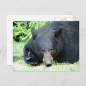黒熊 – "キュービーラブ" ポストカード (正面/裏面)