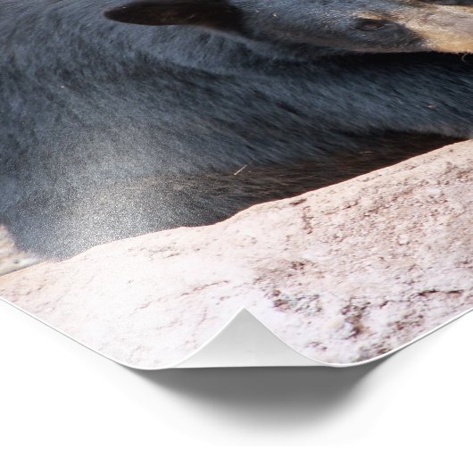 黒熊 フォトプリント            (角)