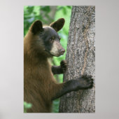 黒熊 ポスター (正面)