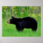 黒熊 ポスター (正面)