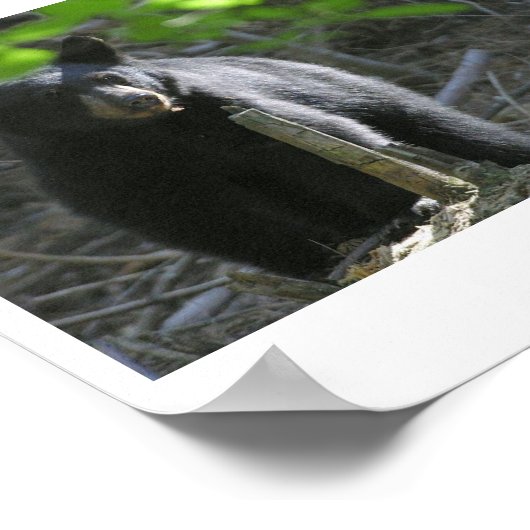 黒熊 ポスター (角)