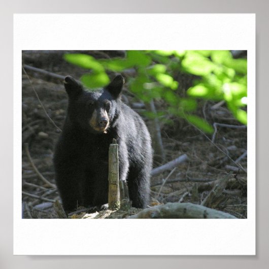 黒熊 ポスター (正面)