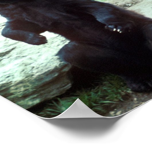 黒熊 ポスター (角)