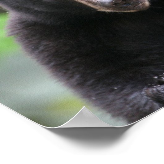 黒熊 ポスター (角)