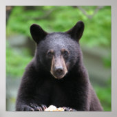 黒熊 ポスター (正面)