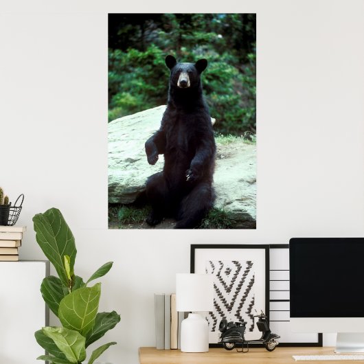 黒熊 ポスター (ホームオフィス)