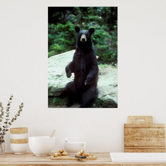 黒熊 ポスター (キッチン)