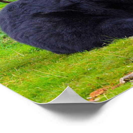 黒熊 ポスター (角)