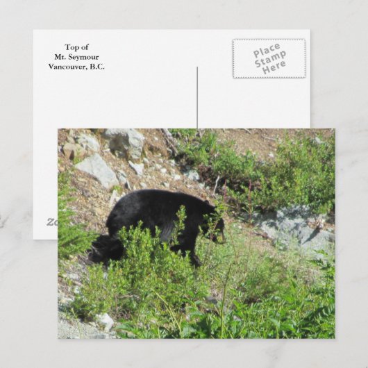 黒熊 ポストカード (正面/裏面)