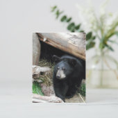 黒熊 ポストカード (スタンド正面)