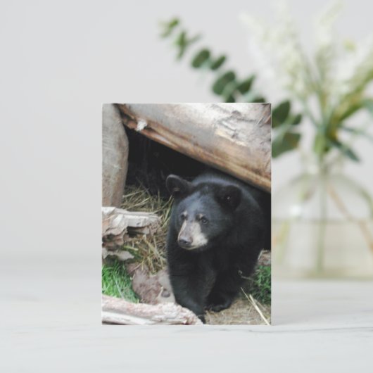 黒熊 ポストカード (スタンド正面)