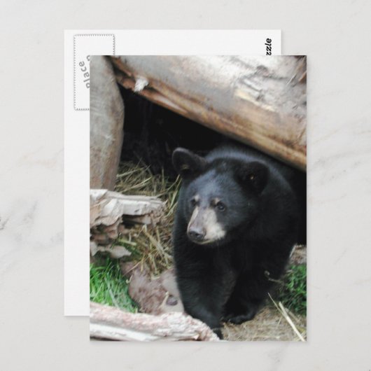 黒熊 ポストカード (正面/裏面)