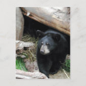 黒熊 ポストカード (正面)