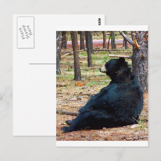 黒熊 ポストカード (正面/裏面)