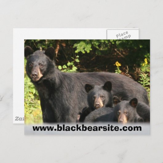 黒熊 ポストカード (正面/裏面)