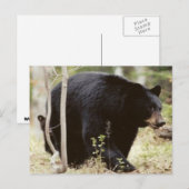 黒熊 ポストカード (正面/裏面)