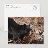 黒熊 ポストカード (正面/裏面)