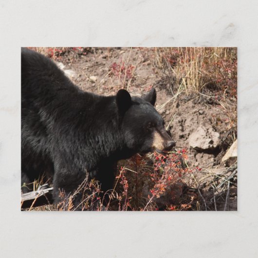 黒熊 ポストカード (正面)