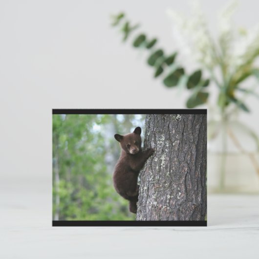 黒熊 ポストカード (スタンド正面)