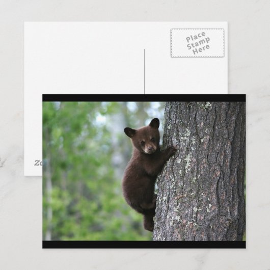 黒熊 ポストカード (正面/裏面)