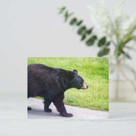 黒熊 ポストカード (スタンド正面)