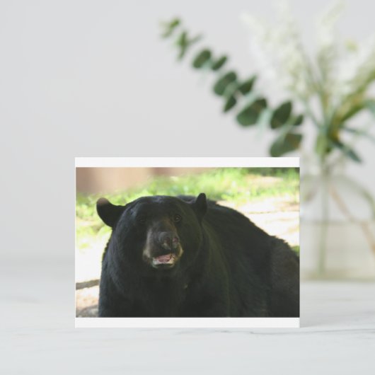黒熊 ポストカード (スタンド正面)