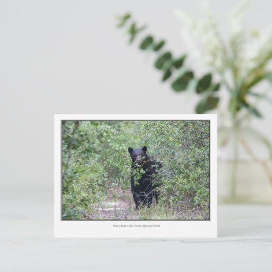 黒熊 ポストカード (スタンド正面)