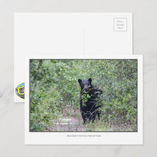 黒熊 ポストカード (正面/裏面)