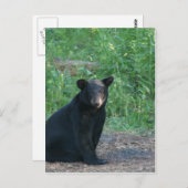 黒熊 ポストカード (正面/裏面)