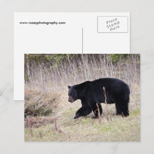 黒熊 ポストカード (正面/裏面)