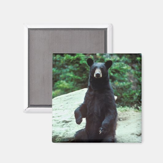 黒熊 マグネット (正面/裏面)