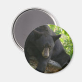 黒熊 マグネット (正面/裏面)