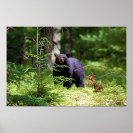 黒熊「香り」 ポスター