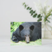 黒熊 – "Cubby" ポストカード (スタンド正面)