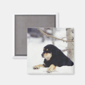 黒犬が雪の中に横たわっていた マグネット (正面/裏面)