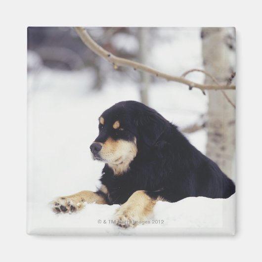 黒犬が雪の中に横たわっていた マグネット (正面)