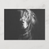 黒犬の水彩画ポール・ジャクソン ポストカード (正面)