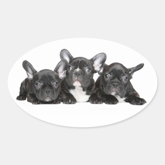 黒犬フランスの子犬ステッカー/シール 楕円形シール (正面)