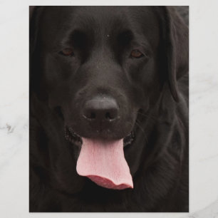 黒犬顔 チラシ