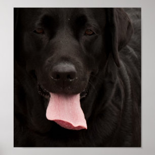 黒犬顔 ポスター