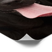 黒犬顔 ポスター (角)