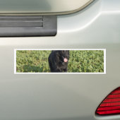 黒犬 バンパーステッカー (車上)