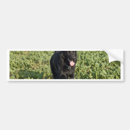 黒犬 バンパーステッカー (正面)
