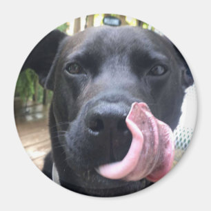 黒犬 マグネット
