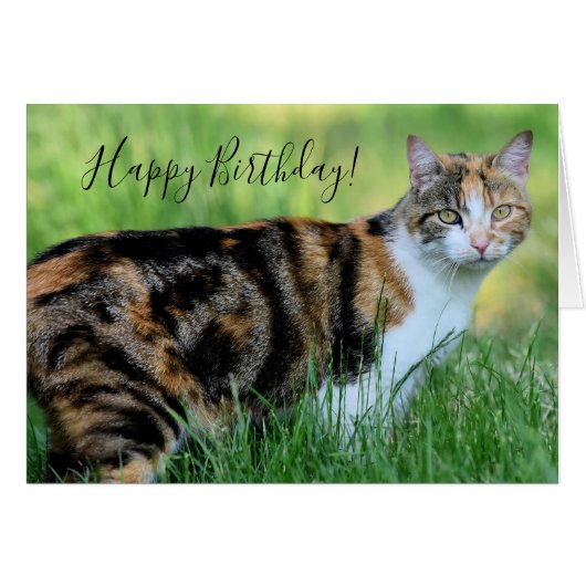 黒猫と白猫 (正面横)