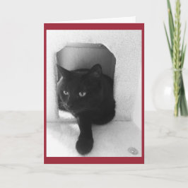 黒猫のクリスマスカード シーズンカード